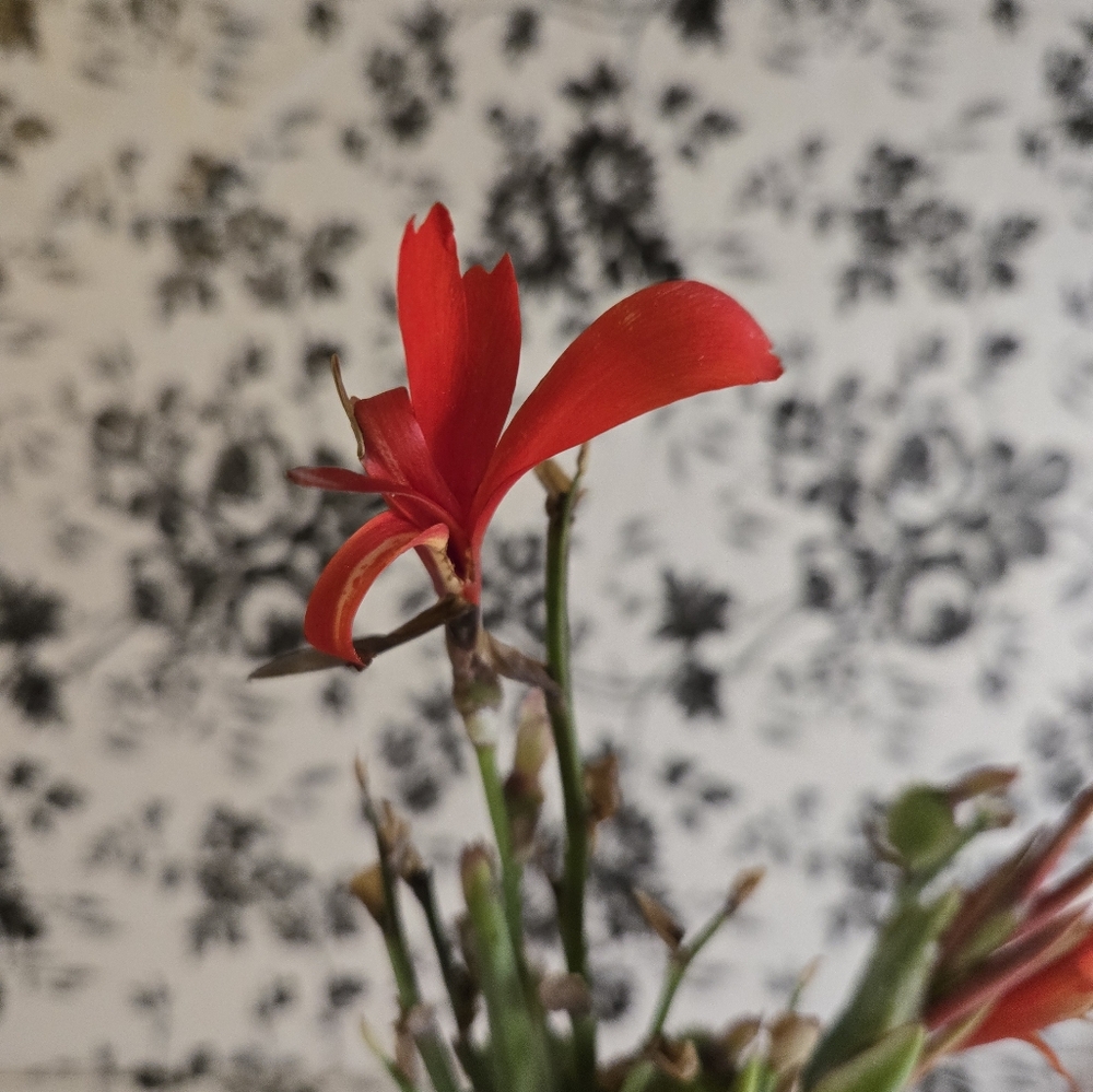 Canna seed  st1-st8 - Picture 5 of 6